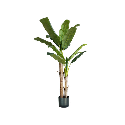 Pianta Banano In Polietilene E Vaso Con 17 Foglie 170cm