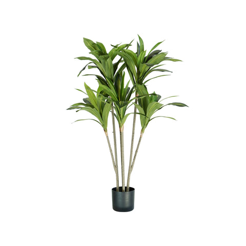 Pianta Dracaena In Polietilene Con 88 Foglie E Vaso Con Muschio 130cm