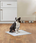 Tappetino igienico cani in uso domestico - Boston Terrier su training pad 50x40cm in cucina moderna